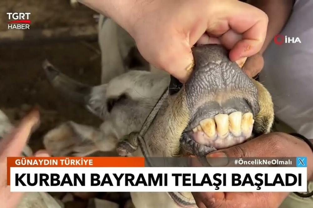 2025 Kurban Fiyatları Açıklandı!